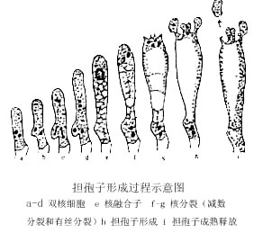 担孢子的形成过程示意图。a-d、双核细胞;e、核融合;f-g、核分裂;h、担孢子形成;i、担孢子成熟并释放
