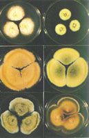 ������ù�ľ���