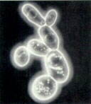 ��ĸ����ϸ����̬