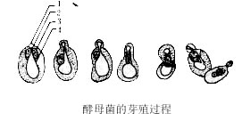 ��ĸ����ѿֳ����