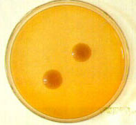 ���ĸ�ľ���