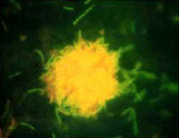 ���ر��еĲ������