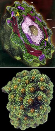 ��Ϊ����ϸ������Ϊ��ϸ������ԭ�����򱻼��������ϸ���ͻ�ת��Ϊ��ϸ��