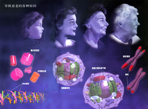 ����˥�ϵĸ���ԭ��