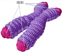 ��ʾϸ�������ٶȵ�ʱ�ӣ�������