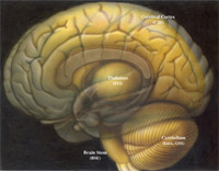 �ö����Ⱦ���������֯