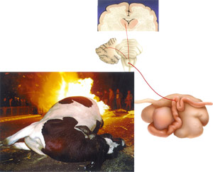 ����������֯��Ϊ�������������ʱ���ö����ͨ�������θ�����������Բ���