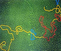 显微镜下的基因重组 左为细菌的DNA链。右为外来的DN*断,可利用基因重组技术将其接合,形成新的遗传基因。