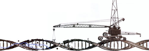 基因工程是在分子水平上对基因进行修改、拼接或重新组合,事新的生物体按照人的意志产生新的特征