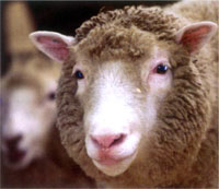 ��һֻ��¡�򡰶�������������Ϣ����㷺�Ĺ�ע