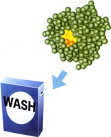 Ʃ�磬����Ϊϴ�Ӽ���Ҫ��ɳɷ�һ��ø���Ѿ��п��ܲ��õ������������ظı����Ĵ߻�����-��������һ��������л����ۺ�ɫ������߸�ø���ȶ��ԣ��Ӷ�ʹø���ᱻϴ�Ӽ��еĻ�ѧ�������ƻ�