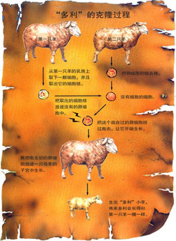 ���������Ŀ�¡����