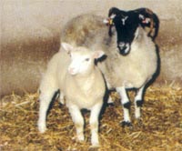 С���������Ĵ���ĸ��