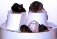 ��¡���ҡ���3����¡��