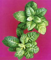 ת�����̲ݿ���������Ѫ�쵰��