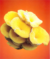 Ӣ����ѧ������ת������������ӫ��Ģ��