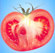 ת����������