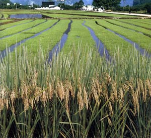 �й�ת����ʵ����