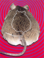 ��ֻ��ֲ���˿��Ƴ��꼤�ػ���ġ����󡱱������ֵܽ����ǳ���ø��죬����Ҳ���޴�