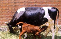 �ҹ���¡�ɹ��Ĳ��޺����Ĵ���ĸ��