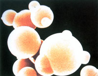 ��������20�ְ����᲻ͬ��Ϸ�ʽ���ɣ���������һ�������Ļ���