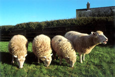 植入人基因的克隆羊,它是克隆技术和转基因技术结合的产物