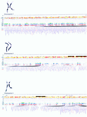 �����һ�š��ڶ��š�������Ⱦɫ�������ͼ�׾ֲ�