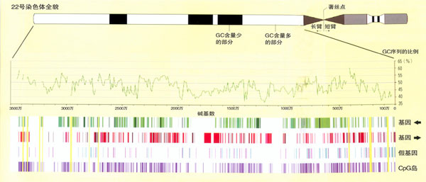 22��Ⱦɫ���ȫò��ͼ�е�1�����2����ʾ�����λ�ã���ͷ��ʾ������Ϣ�Ķ�ȡ�����ɵ�1�к͵�2�п�֪�Ŵ���Ϣλ��DNA˫�ɵ���һ�ɡ���3����ʾ���Ǽٻ�������λ�á���4����ʾ����CPG������λ�ã�����CPG���������ʾ�ô����ܻ��л�����ڡ�����ͼ��ʾGC�������ʺͰ���ण�������ռ��������GC���ж�Ĳ��֣�����Ƚϼ��С�