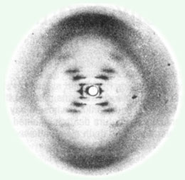 ��������������DNAX����������Ƭ