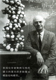 美国化学家鲍林与他所建立的蛋白质多肽链α螺旋结构模型。