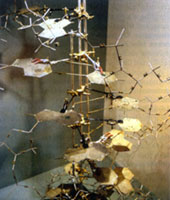 ��ɭ������˴��DNA�����ṹģ�����ղ���ŦԼ��ѧ�����