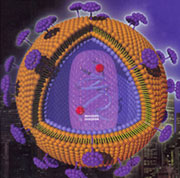 ��ת¼��������ת¼ø