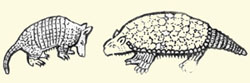 现代南美洲犰狳(左)和南美洲发掘的一种远古动物化石复原象