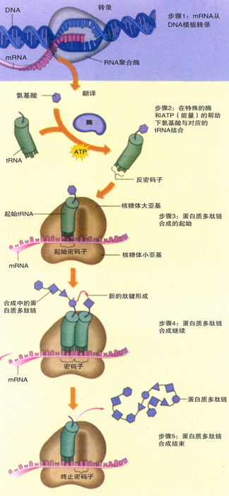 中心法则示意图