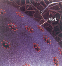 细胞核膜的表面有许多核孔,核糖核酸(RNA)正是通过核孔进入细胞质,完成遗传信息的任务。