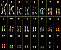 ��ѧ����ΪȾɫ����ʱ�ǰ���Ⱦɫ��ĳ��̽�������ģ�����������22��Ⱦɫ���21��Ⱦɫ���Գ�