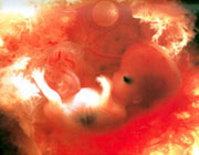 ĸ���У����µ�̥��