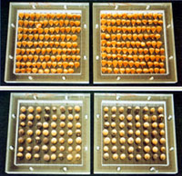 �ִ�̫�����ּ�������Ҫ����֮һ������ͨ�����ǡ�����ɻ����ɴ��Ⱥ�������ũ�������̫�գ�ʹ���ܵ��������ߵķ��䣨�ڵ��棬���󲿷��������߱�����������������շ�������죬Ȼ�����ѡ����������Ҫ����Ʒ�֡�ͼΪ������̫�յ�ũ�������ӡ�