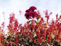 �ִ������������ּ��������Ĳݻ�һƷ�졣��ͨ��һƷ��Ҷɫ�̵����ƣ���ɫ������ޣ��������ӷ���������һƷ��Ҷɫ���̡��й��󣬻�ɫ��졢���������߹��ͼ�ֵ��ֲ�ﾭ��������󣬻������ĸ��ʱ���Ȼ����������˳ɰ���ǧ������һ�ֿ�����Ч�����ַ�����