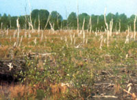 20����60��70�������Խ��ս���У�����Ϊ�ݻ�Խ���λ��Ӽ���������Ӳ���Ĵ��֣��÷ɻ������˴�����ѧ��Ҷ���Ϳݲݼ���ͼΪ15���������Ҷ����ĵ������ǻ���һƬ��