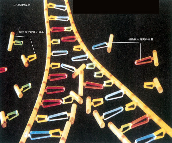 DNA���ĸ���