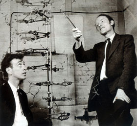 ��ɭ���󣩡�����˺����ǵĵ�һ��DNA˫�����ṹģ�͡�