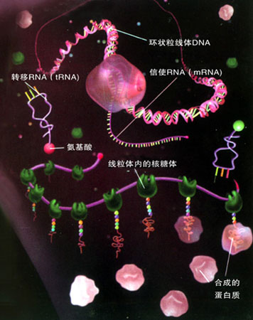 �����ʵĺϳɹ���