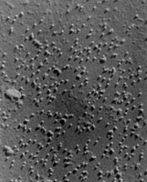 ������΢���µļ�������ײ�������