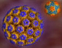 SV40��������