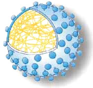 ���ο���״�ķ��ѻƻ���Ҷ����