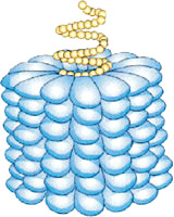 ����״�������̲ݻ�Ҷ����