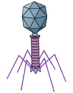 ���϶Գƽṹ���壨������״�Ĳ���������