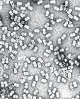 ���岡����Geminiviruses���Ĳ�������