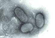 ���ﶻ������Poxviruses���Ĳ�������